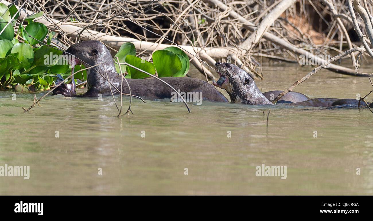 Giant river otters (Pteronura brasiliensis) feeding on fish in the