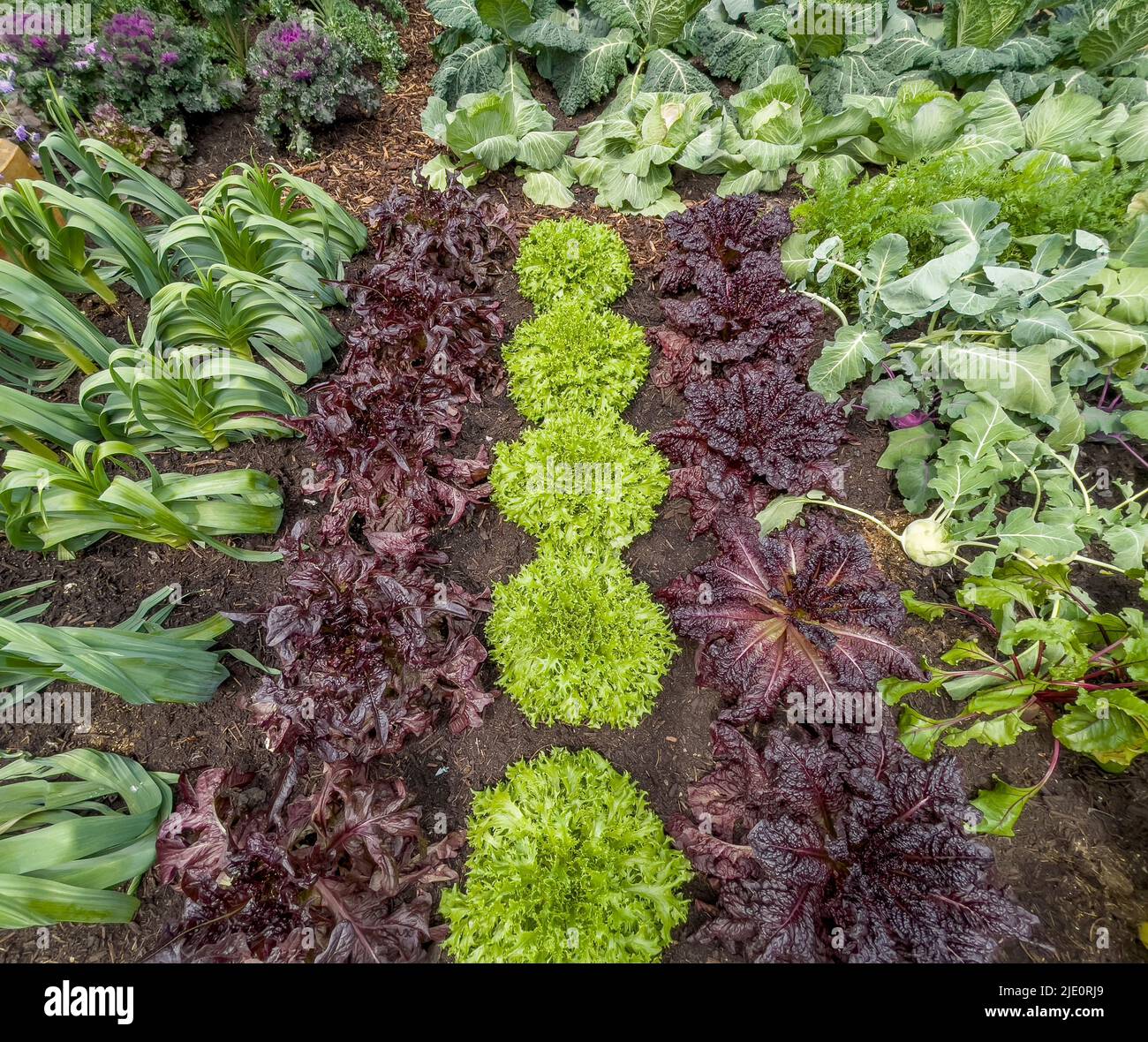 Elevated view of rows of red and green lettuce growing in a veg patch in a UK Garden. Stock Photo