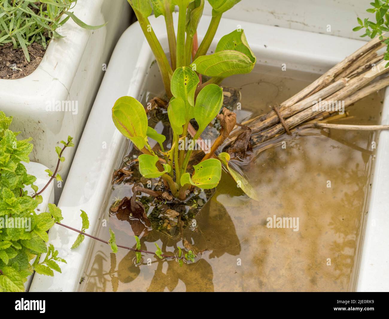Sink plants hi-res stock photography and images - Alamy
