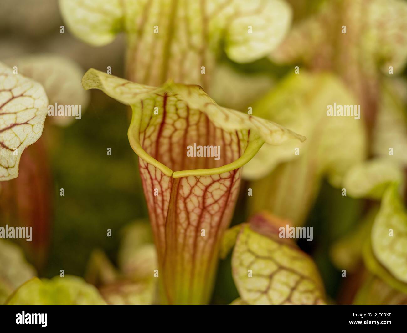 Closeup of the pitcher and lid of Sarracenia Eva. Stock Photo