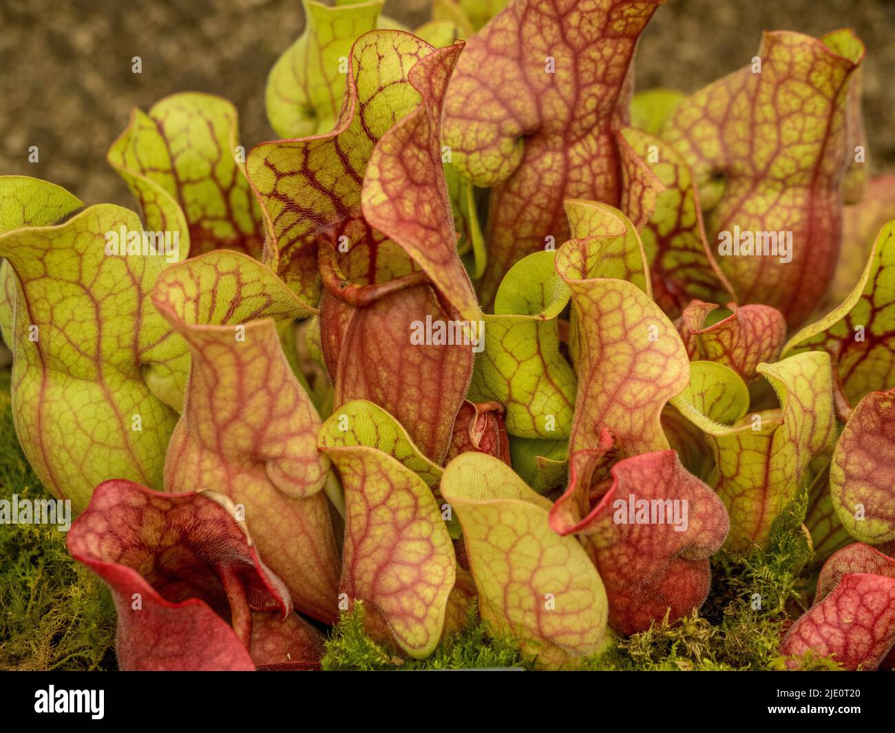Sarracenia purpurea burkei also known as the Pitcher plant Stock Photo