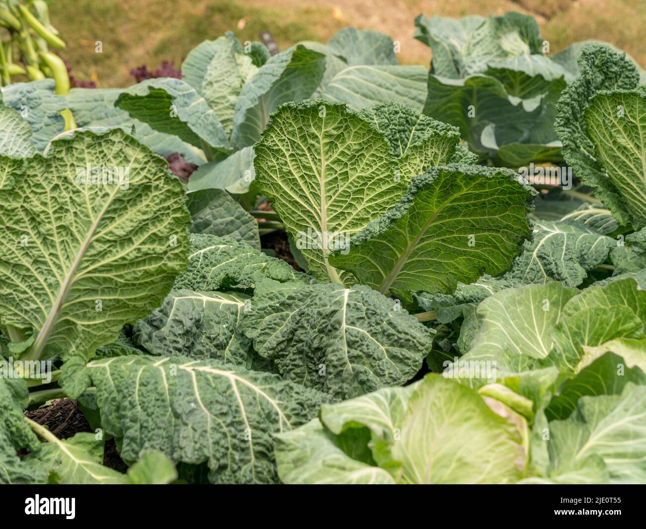 Savoy cabbages growing on a UK allotment. Stock Photo