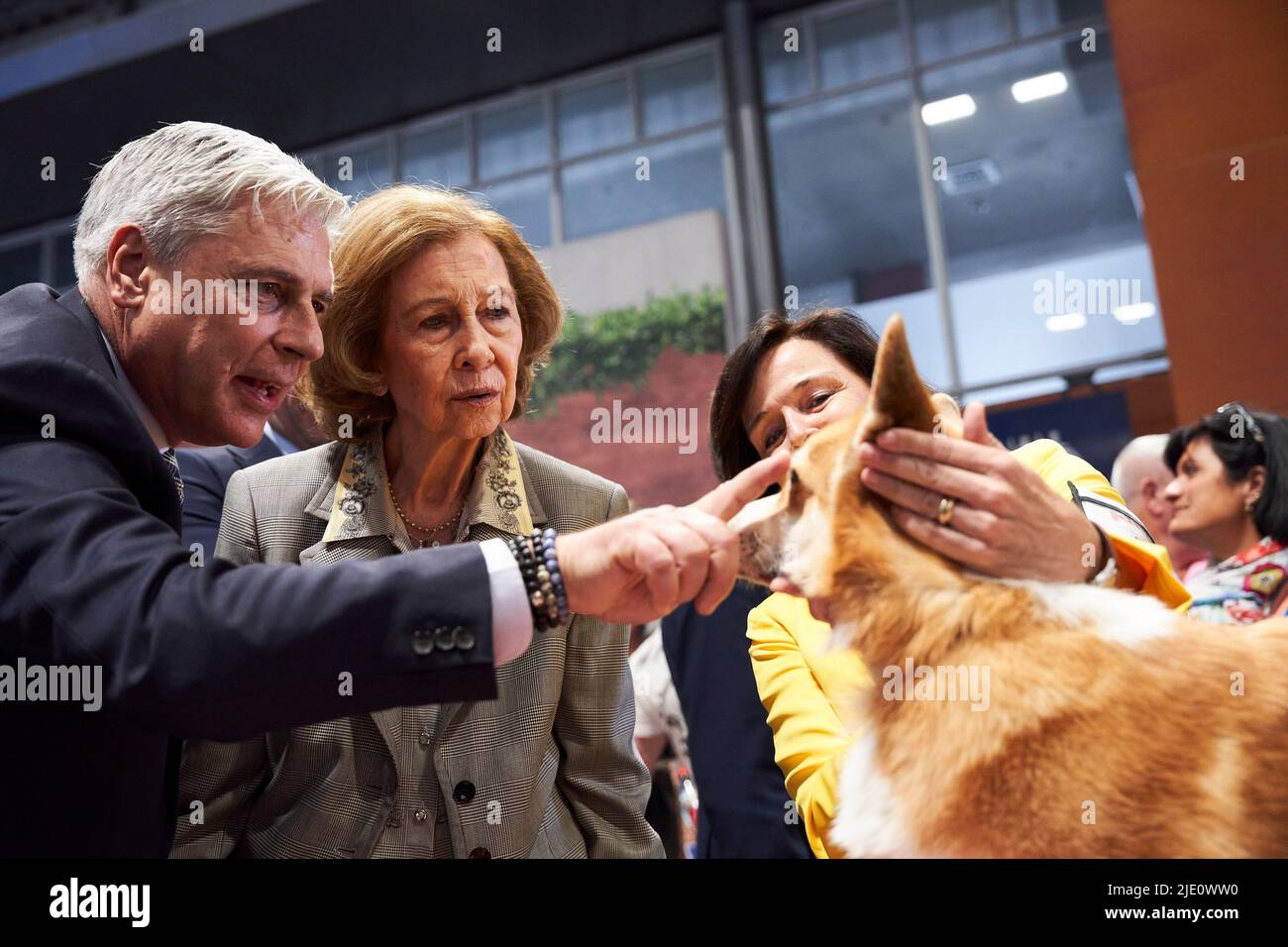 Madrid. Spain. 20220624,  The former Queen Sofia attends  the opening of the World Dog Show trade fair at IFEMA on June 24, 2022 in Madrid, Spain   In the pic, The former Queen Sofia caresses and takes interest in Pembroke Welsh Corgi the same breed of the dogs of Queen Elizabeth II of the United Kingdom of Great Britain and Northern Ireland Stock Photo