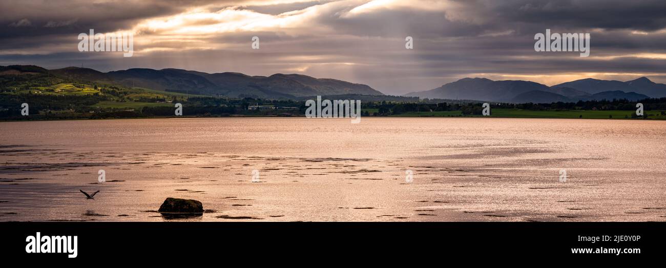 A lone heron skims across the waters of the Beauly Firth on an early summers evening. Stock Photo