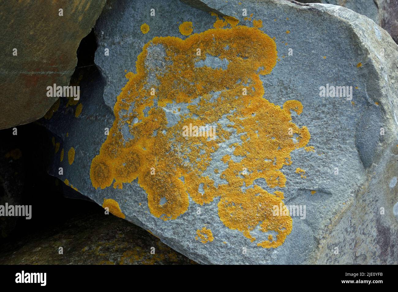 map lichen Stock Photo