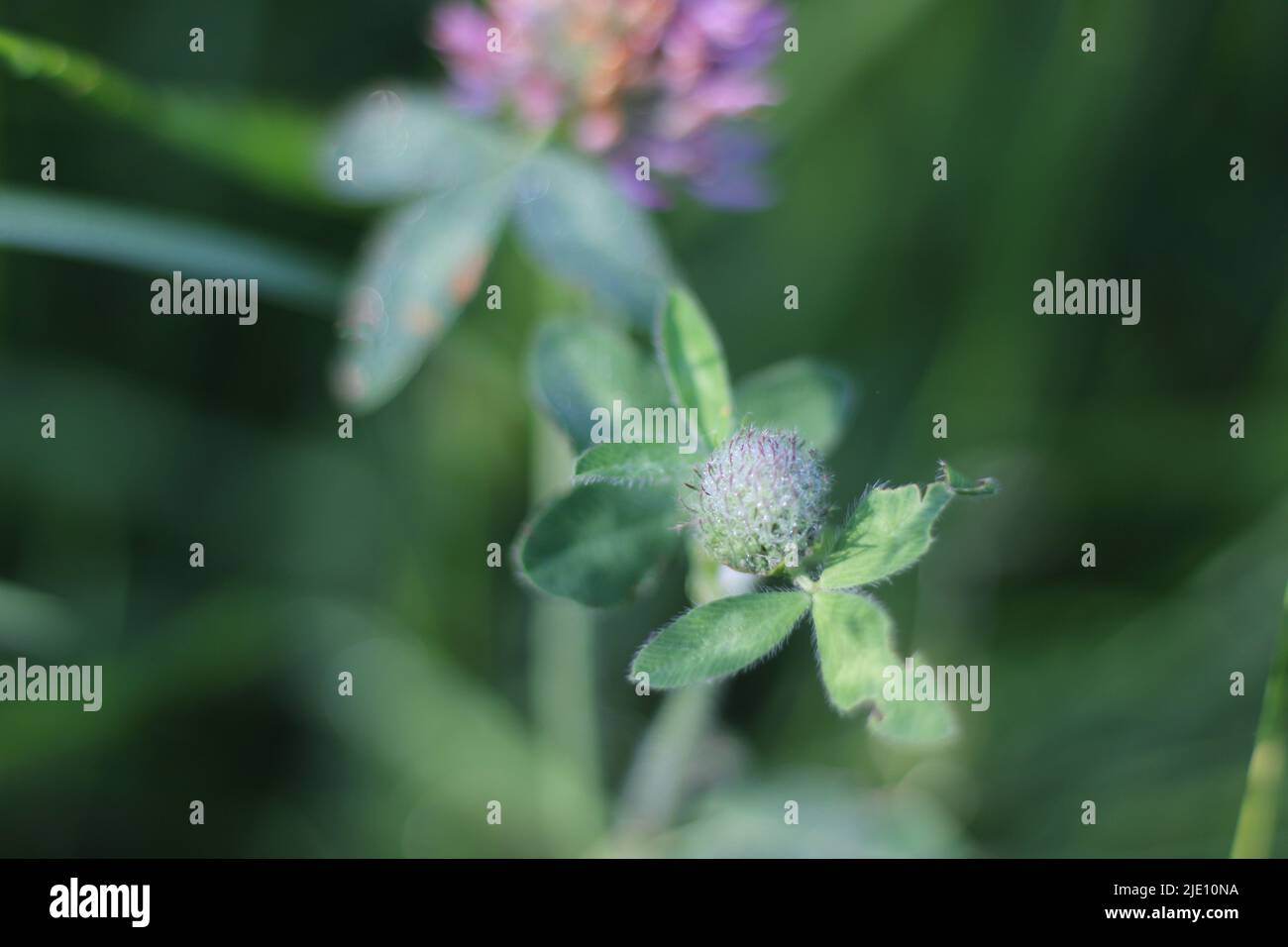 Bright red clover bud, illuminating under sun, in a meadow at springtime Stock Photo