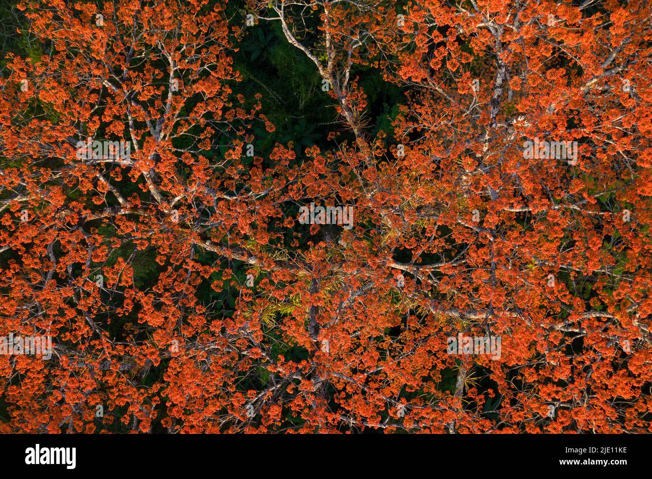 Aerial top view of a Pterocymbium macranthum  tree in full blossom, Chiang dao rainforest, Thailand Stock Photo