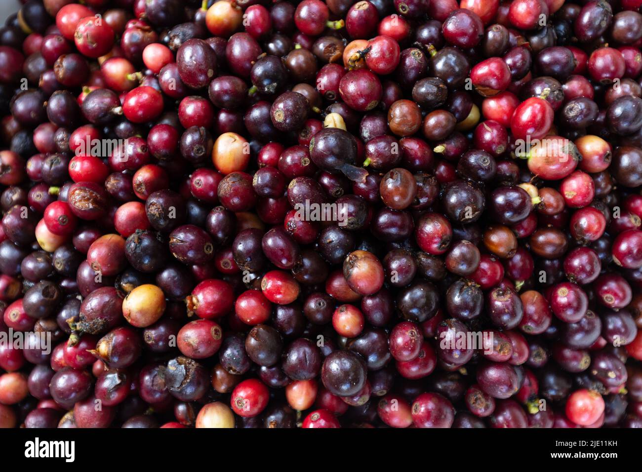 Background of ripe coffee fruits drying under the sun Stock Photo