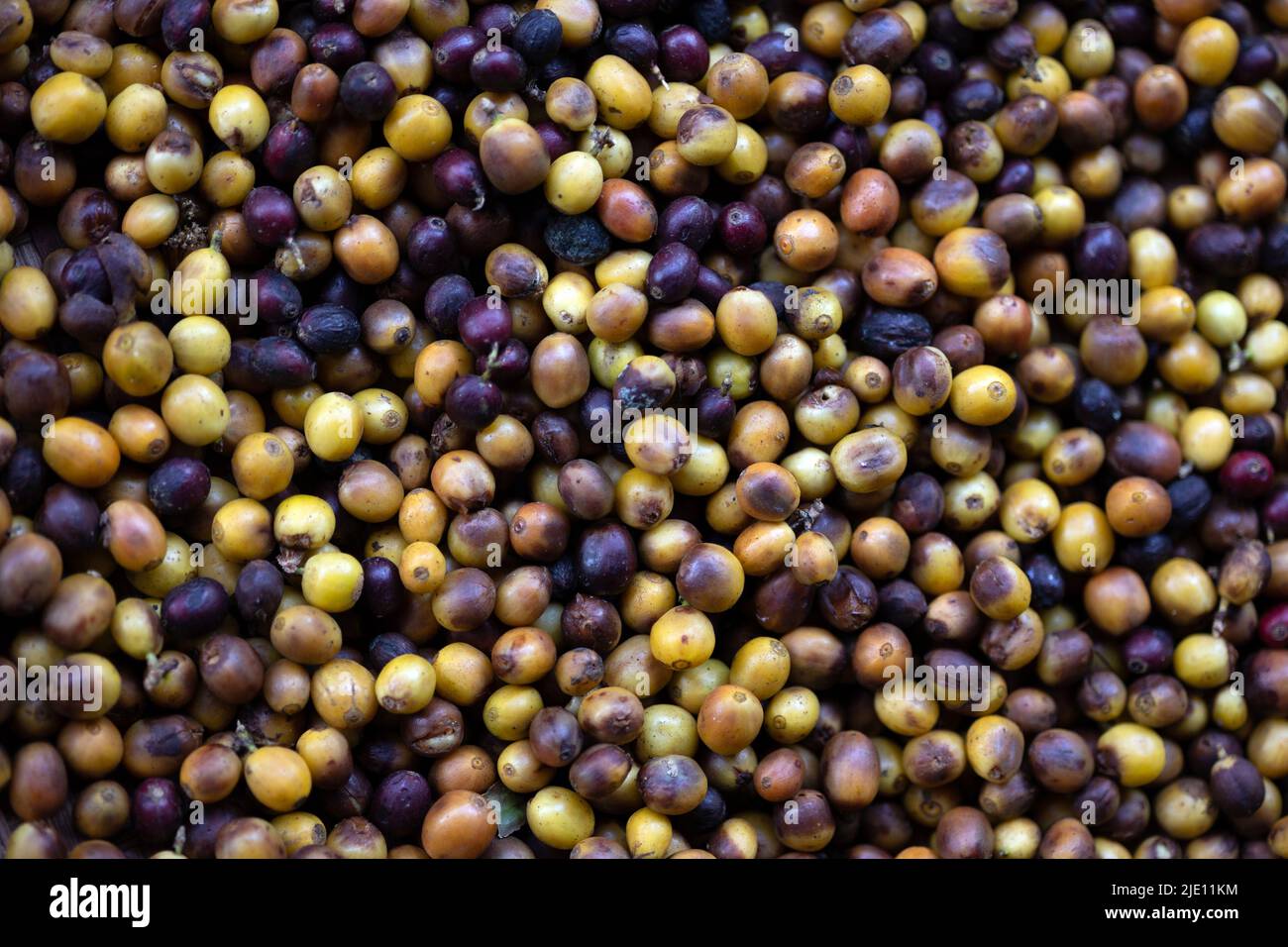 Background of ripe coffee fruits drying under the sun Stock Photo