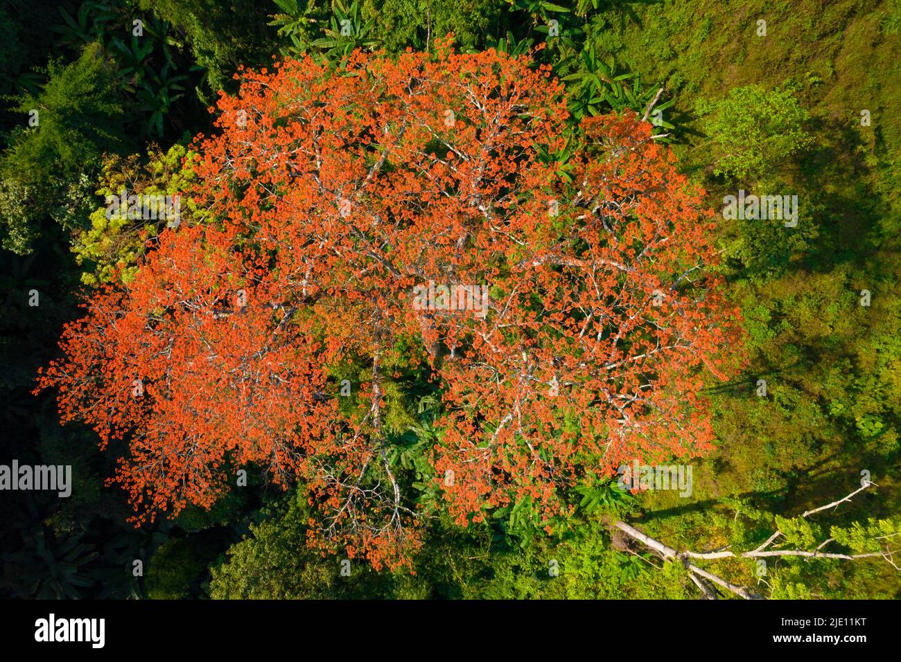 Aerial top view of a Pterocymbium macranthum  tree in full blossom, Chiang dao rainforest, Thailand Stock Photo
