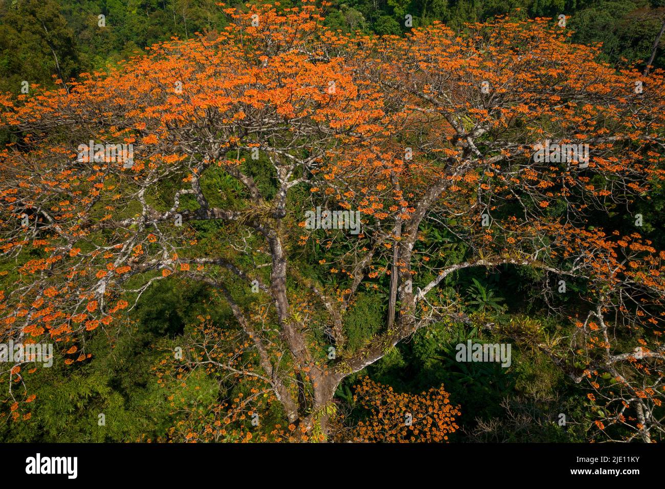 Aerial view of a large Pterocymbium macranthum . tree in full blossom, Chiang dao rainforest, Thailand Stock Photo