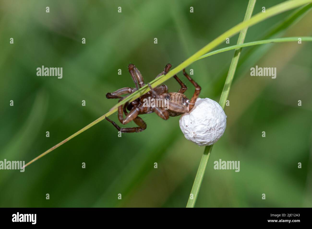 Female spider carrying her egg sac on grass, UK, during June or summer Stock Photo