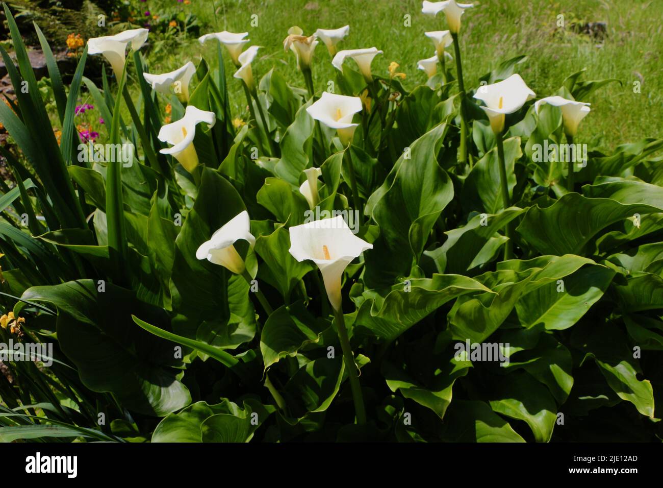 Zantedeschia aethiopica calla lily flowers Stock Photo