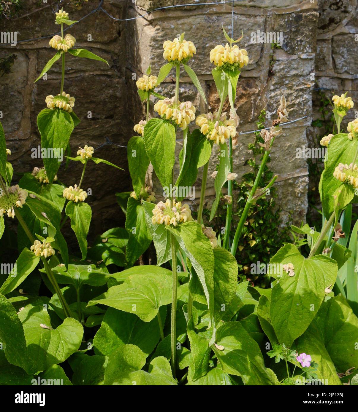 Phlomis russeliana Turkish sage plant in sunlight Stock Photo