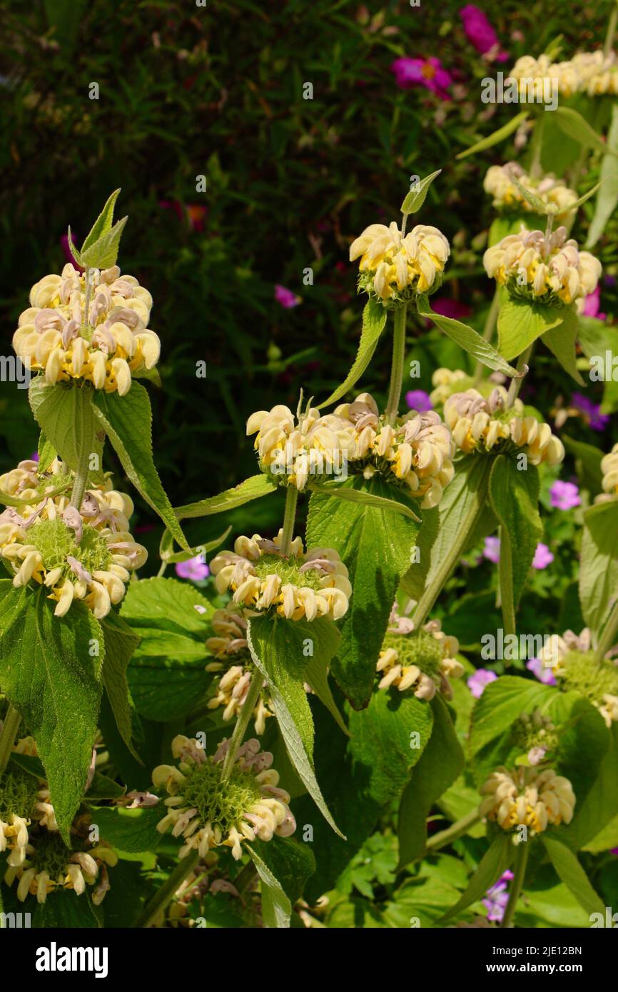 Phlomis russeliana Turkish sage plant in sunlight Stock Photo