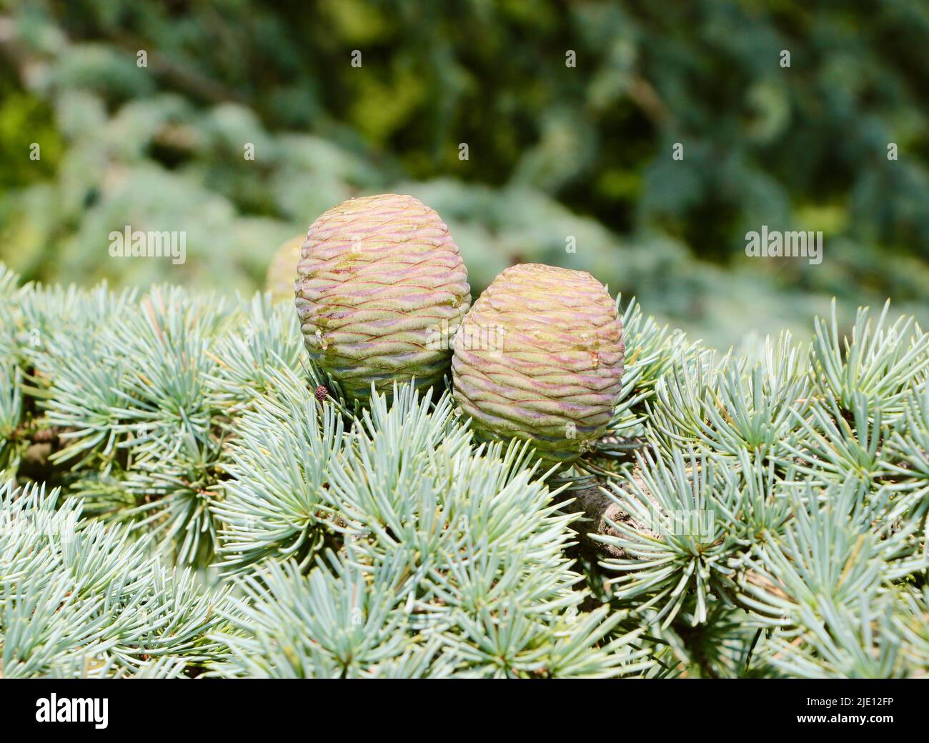 Cedrus atlantica Atlas cedar cones weeping sap Stock Photo Alamy