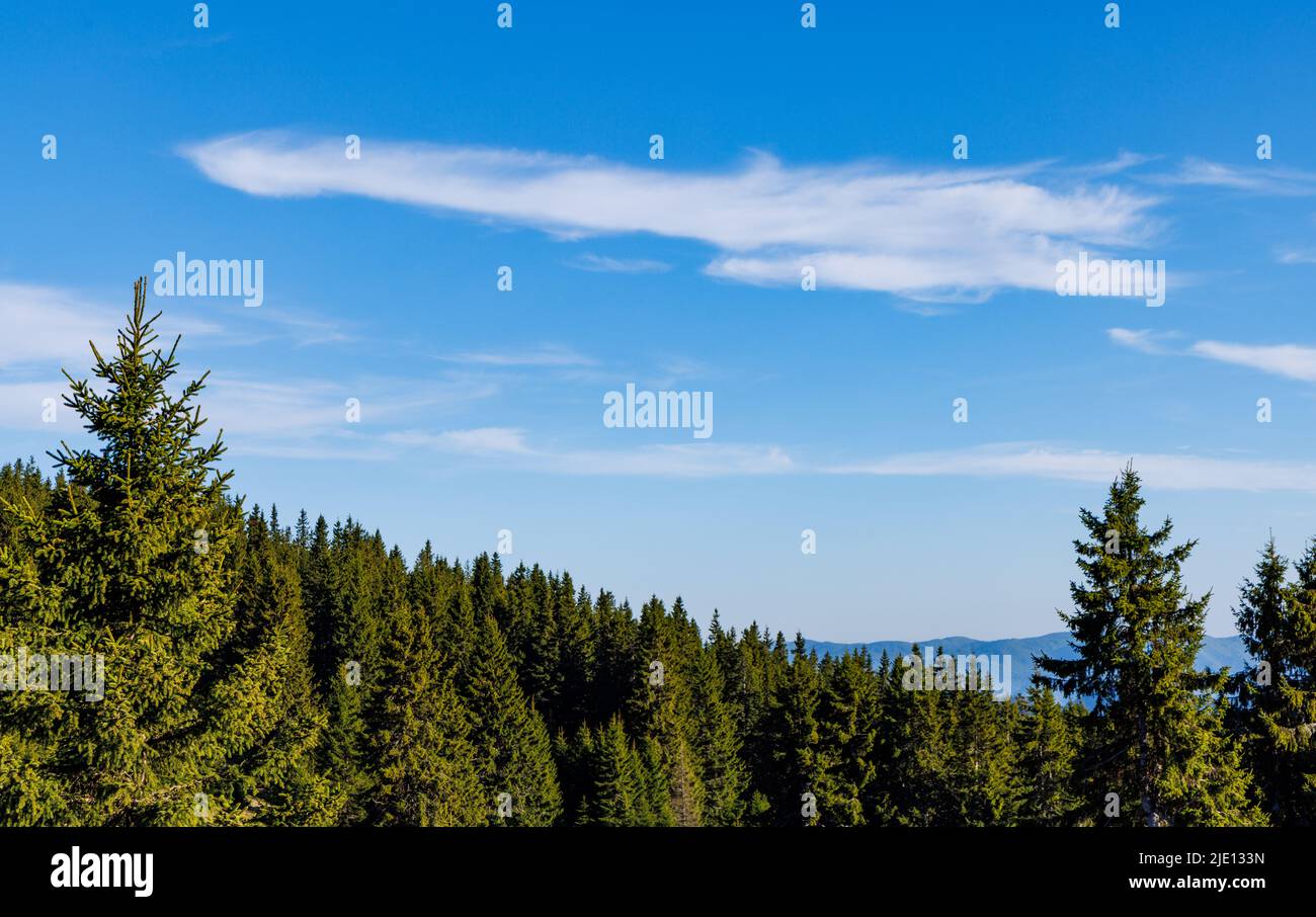 Evergreen spring forest with tall fresh thorny fir trees and various flowering small mountain vegetation on slope of small low wild hill, in Rhodope M Stock Photo