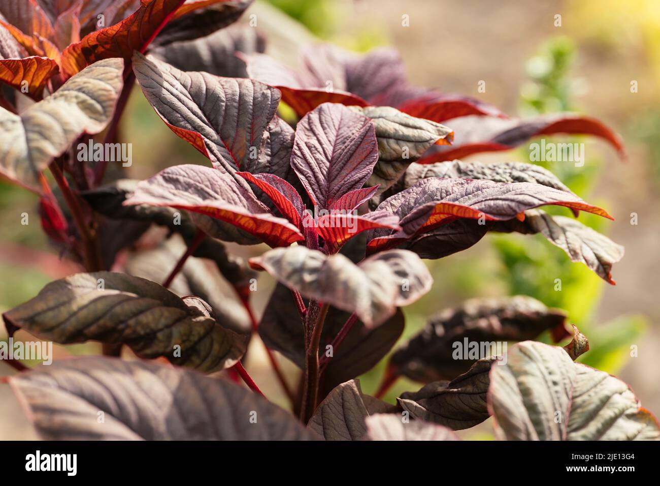 Red leaf vegetable amaranth (amaranthus lividus var. rubrum) plant in a garden. Stock Photo