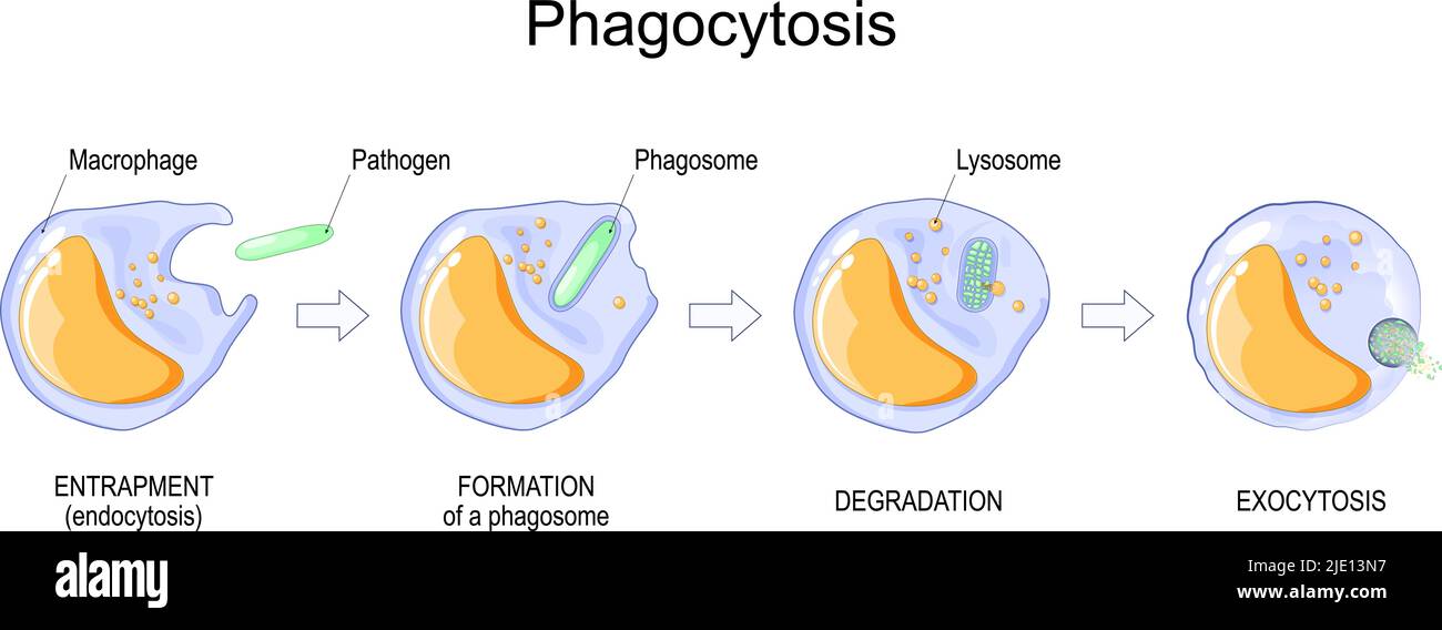 Phagocytosis. macrophage absorption of bacteria. Stages of mechanism of the immune response from entrapment or endocytosis to phagosome formation Stock Vector