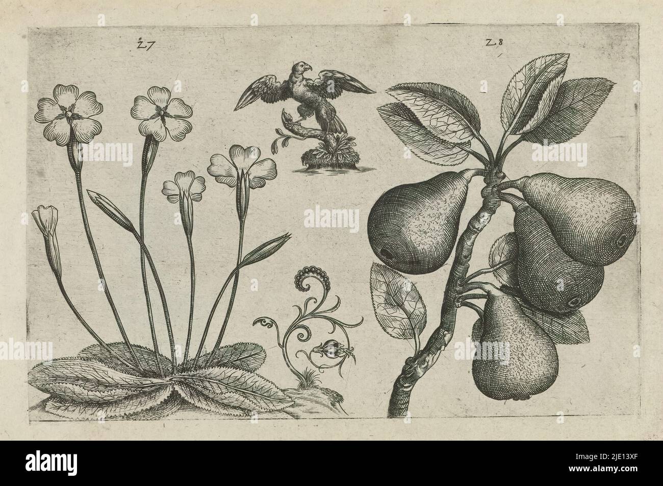 Dandelion and pear, Cognoscite lilia (series title), Dandelion (Primula veris) and pear (Pyrus communis), numbered 27 and 28. Between them an eagle., print maker: Crispijn van de Passe (I), (attributed to), after drawing by: Crispijn van de Passe (I), (attributed to), publisher: Crispijn van de Passe (I), print maker: Cologne, after drawing by: Cologne, publisher: Cologne, publisher: London, 1600 - 1604, paper, engraving, height 127 mm × width 205 mm, height 172 mm × width 272 mm Stock Photo