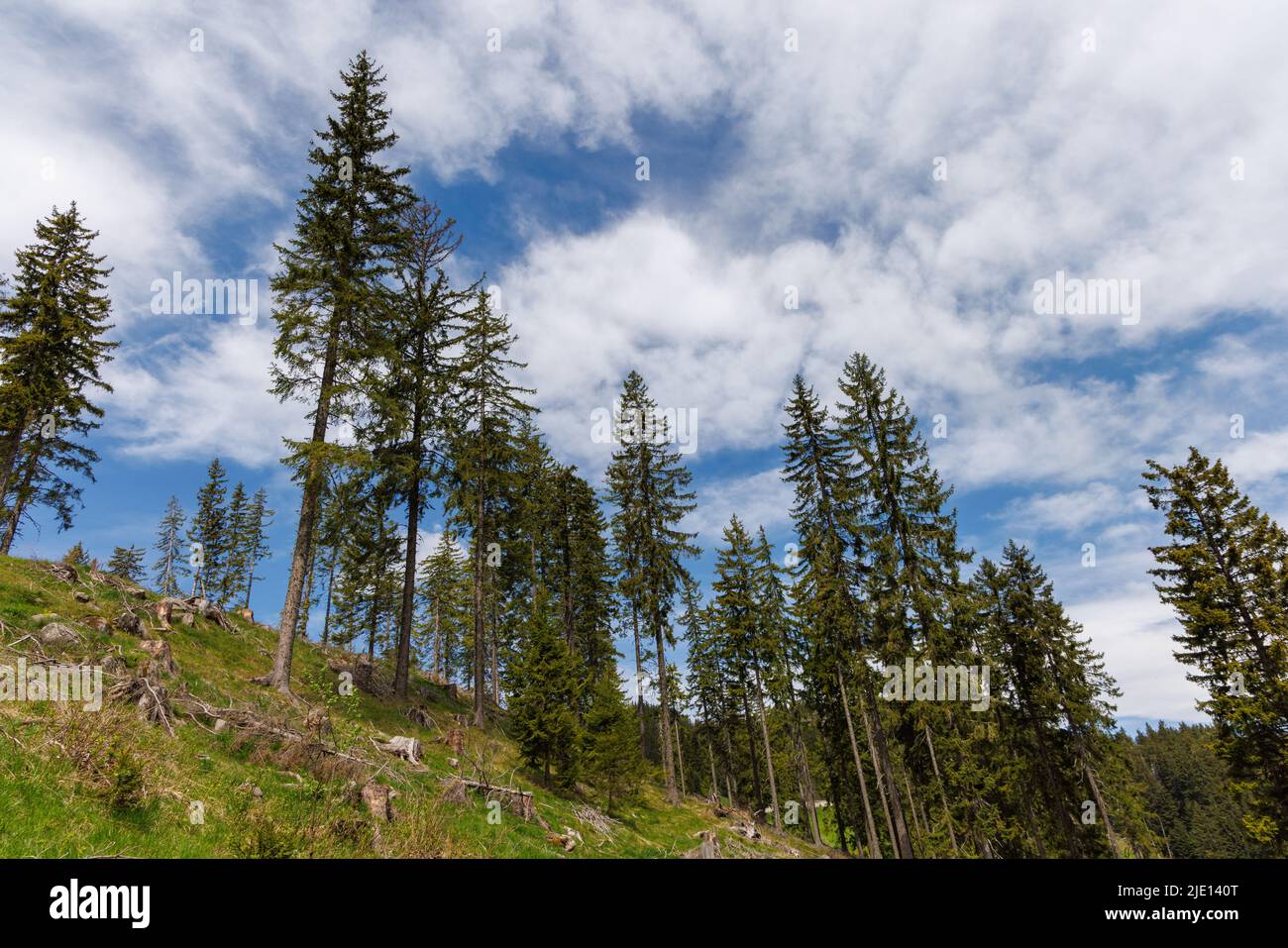 Wild bald empty forest with cut dry spruce trees and scattered abandoned broken branches and mountain green spring vegetation against a blue cloudy br Stock Photo