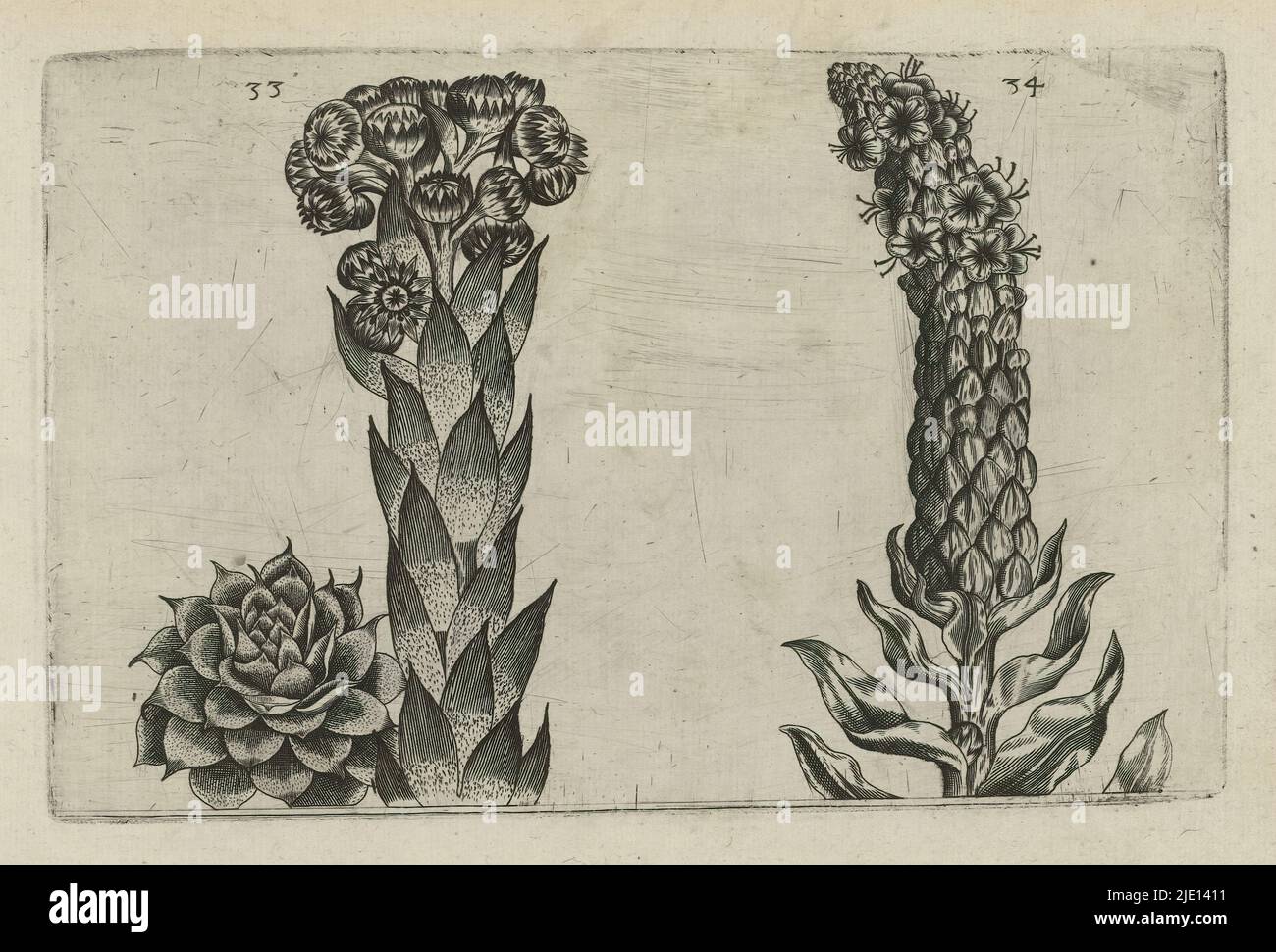 Thunderleaf and King's candle, Cognoscite lilia (series title), Thunderleaf (Sempervivum tectorum) and King's candle (Verbascum thapsus), numbered 33 and 34., print maker: Crispijn van de Passe (I), (attributed to), after drawing by: Crispijn van de Passe (I), (attributed to), publisher: Crispijn van de Passe (I), print maker: Cologne, after drawing by: Cologne, publisher: Cologne, publisher: London, 1600 - 1604, paper, engraving, height 127 mm × width 205 mm, height 172 mm × width 272 mm Stock Photo