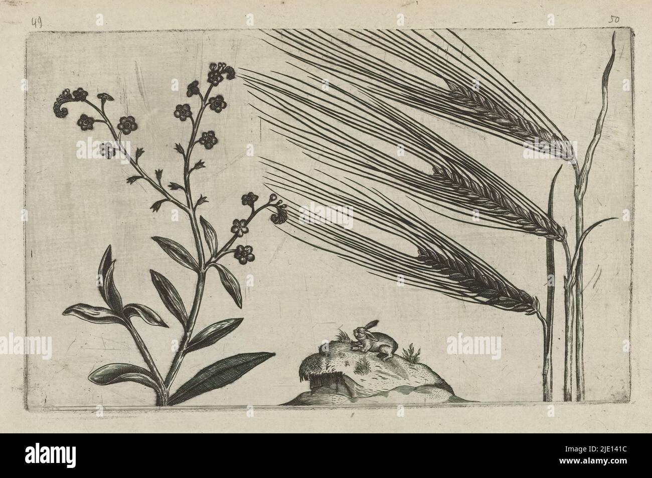 Swamp forget-me-not and barley, Cognoscite lilia (series title), Swamp forget-me-not (Myosotis scorpioides) and barley (Hordeum vulgare), unnumbered., print maker: Crispijn van de Passe (I), (attributed to), after drawing by: Crispijn van de Passe (I), (attributed to), publisher: Crispijn van de Passe (I), print maker: Cologne, after drawing by: Cologne, publisher: Cologne, publisher: London, 1600 - 1604, paper, engraving, height 127 mm × width 205 mm, height 172 mm × width 272 mm Stock Photo