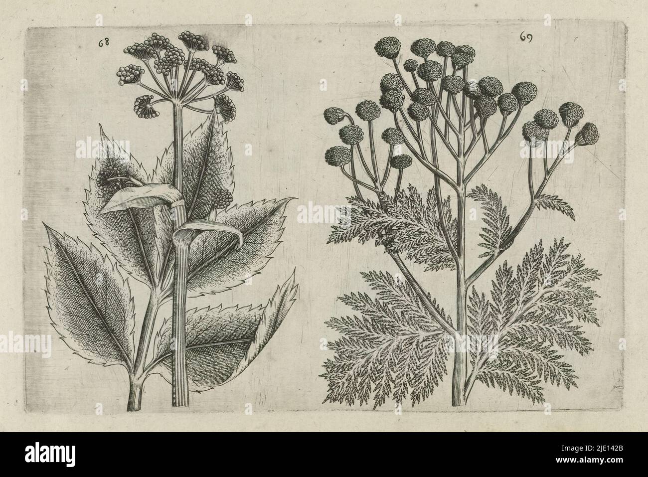 Deerroot and barnyard weed, Cognoscite lilia (series title), Deerroot (Seseli libanotis) and barnyard weed (Tanacetum vulgare), numbered 68 and 69., print maker: Crispijn van de Passe (I), (attributed to), after drawing by: Crispijn van de Passe (I), (attributed to), publisher: Crispijn van de Passe (I), print maker: Cologne, after drawing by: Cologne, publisher: Cologne, publisher: London, 1600 - 1604, paper, engraving, height 127 mm × width 205 mm, height 172 mm × width 272 mm Stock Photo