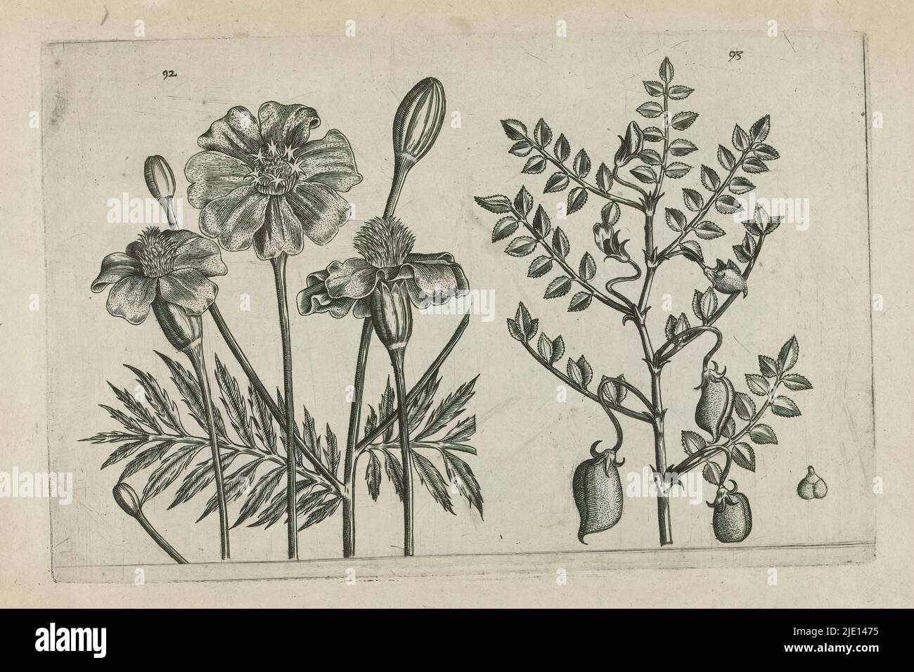 African anther and chickpea, Cognoscite lilia (series title), African anther (tagetes patula) and chickpea (Cicer arietinum), numbered 92 and 93., print maker: Crispijn van de Passe (I), (attributed to), after drawing by: Crispijn van de Passe (I), (attributed to), publisher: Crispijn van de Passe (I), print maker: Cologne, after drawing by: Cologne, publisher: Cologne, publisher: London, 1600 - 1604, paper, engraving, height 127 mm × width 205 mm, height 172 mm × width 272 mm Stock Photo
