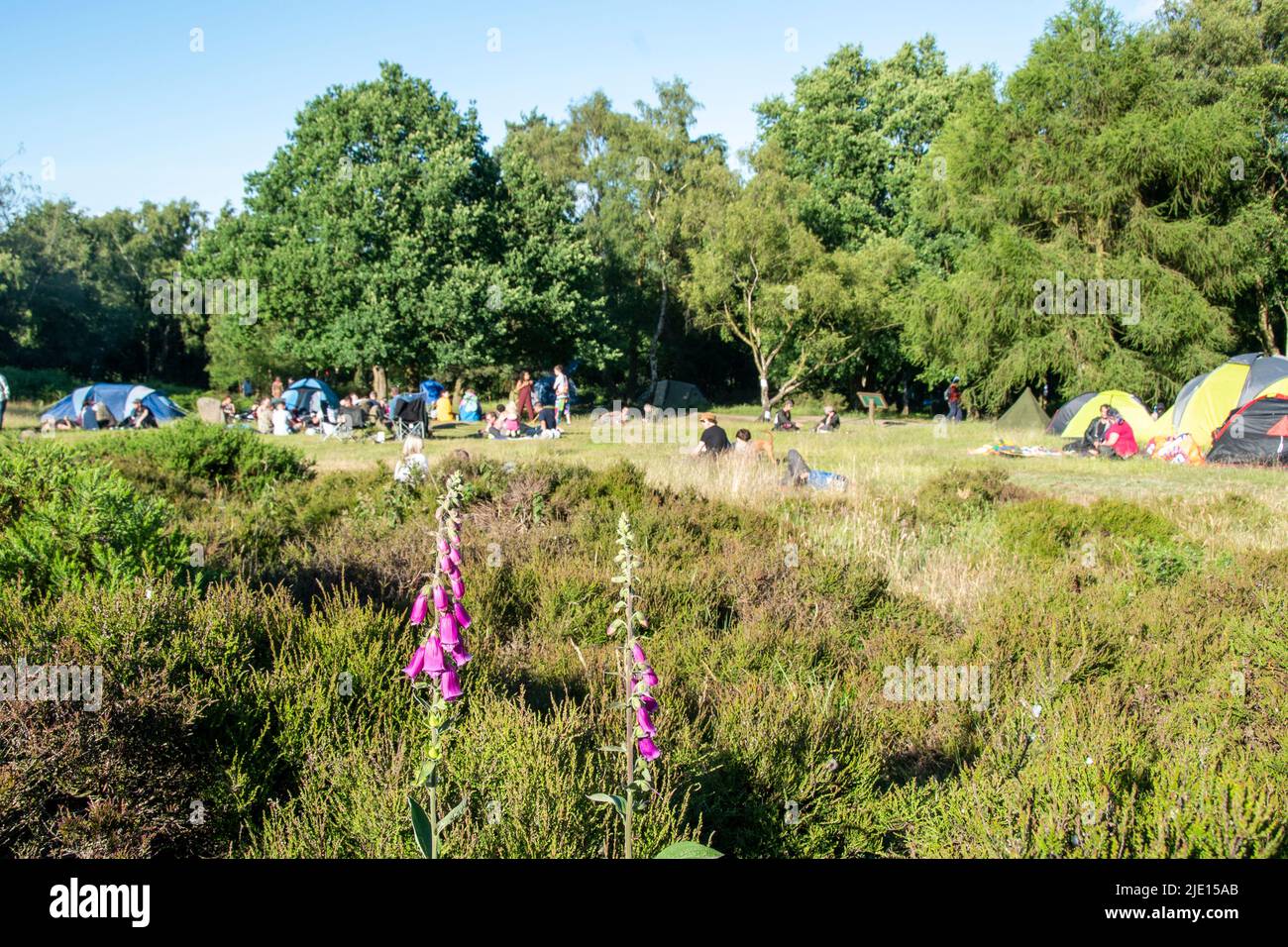 Derbyshire UK: 21 June 2018: Beautiful foxglove flower and people gathered at Nine Ladies Stone circle to celebrate the Solstice and midsummers day Stock Photo
