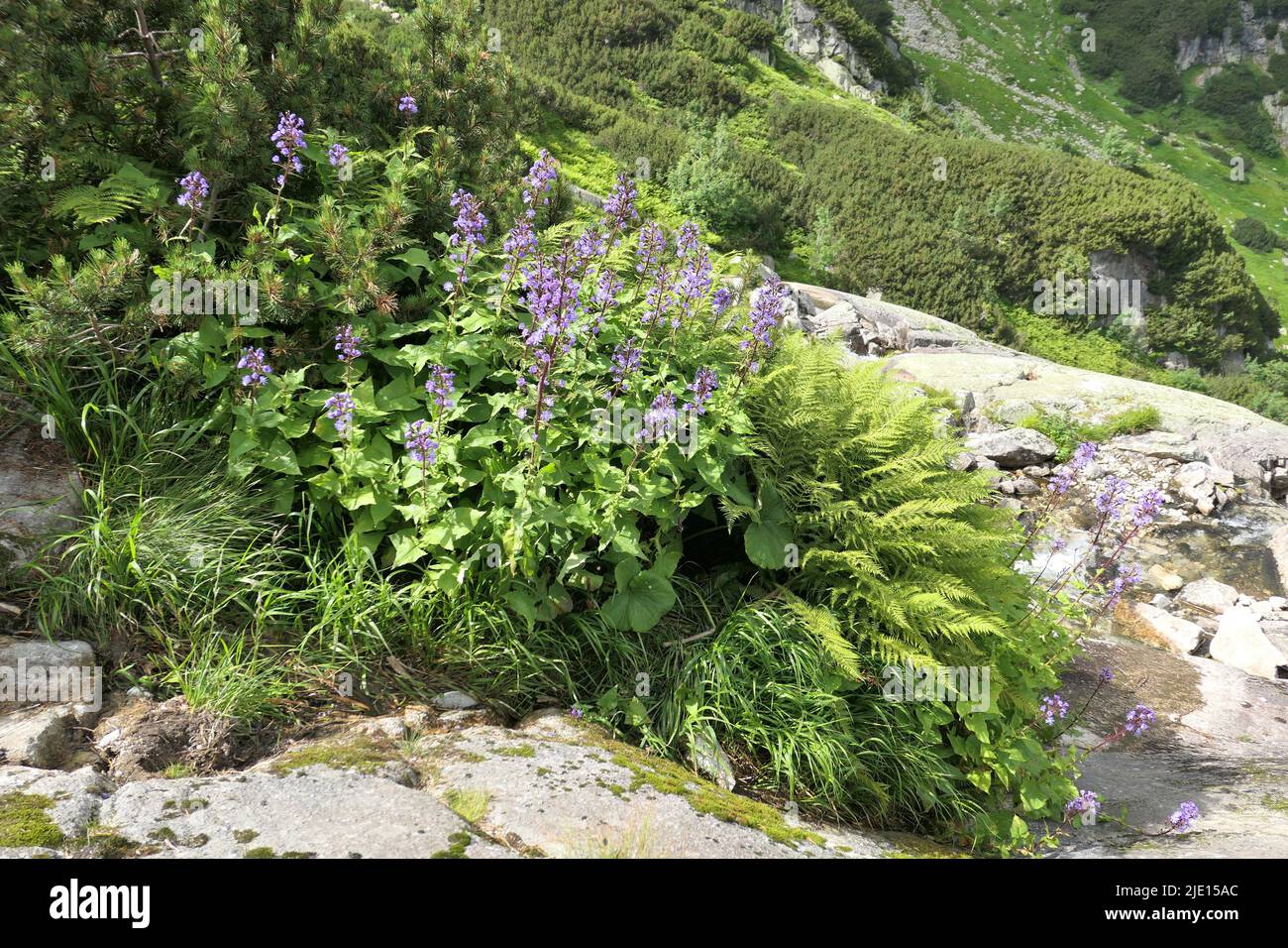 Tatra Mountains blue flowers Cicerbita alpina growing in Dolina Roztoki, Poland Stock Photo