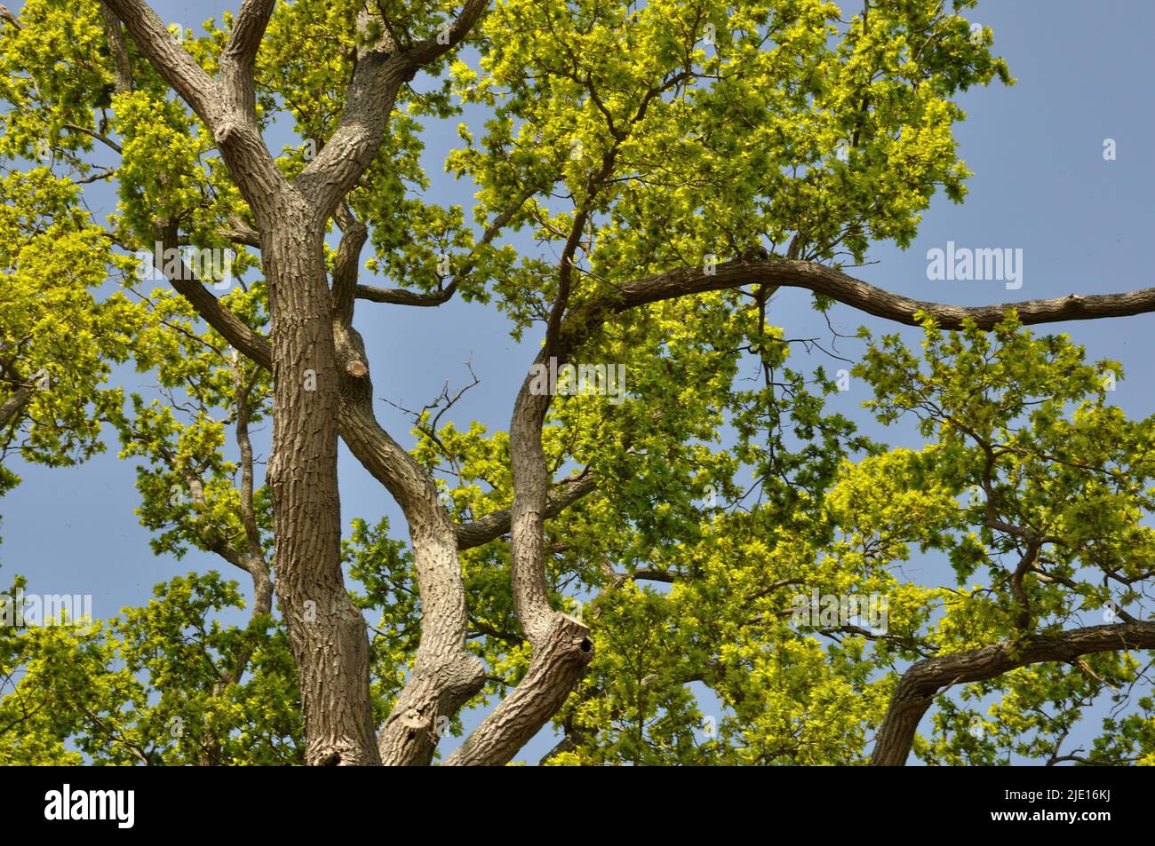 Boussole Sur L'arbre Extérieur Image stock - Image du bois, wooden: 47925913