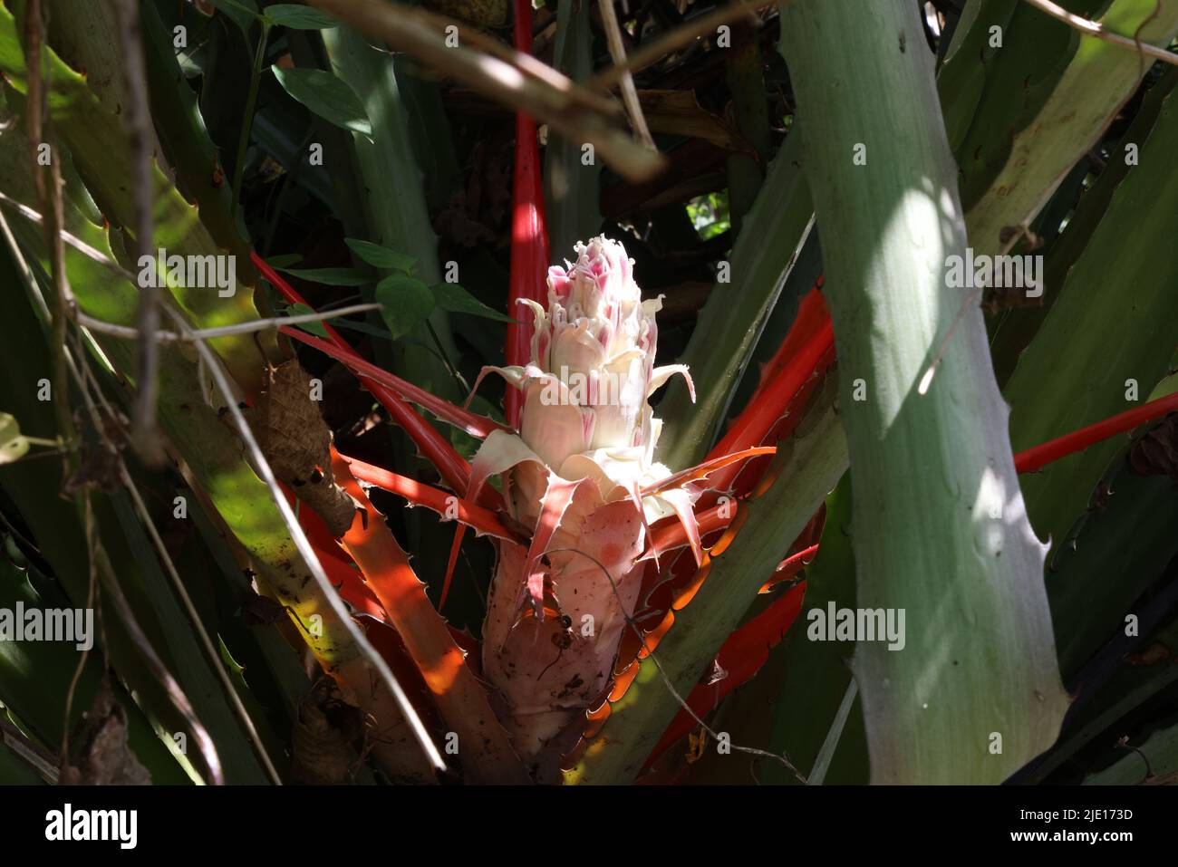 Wild pineapple flower in Vinales, Cuba Stock Photo
