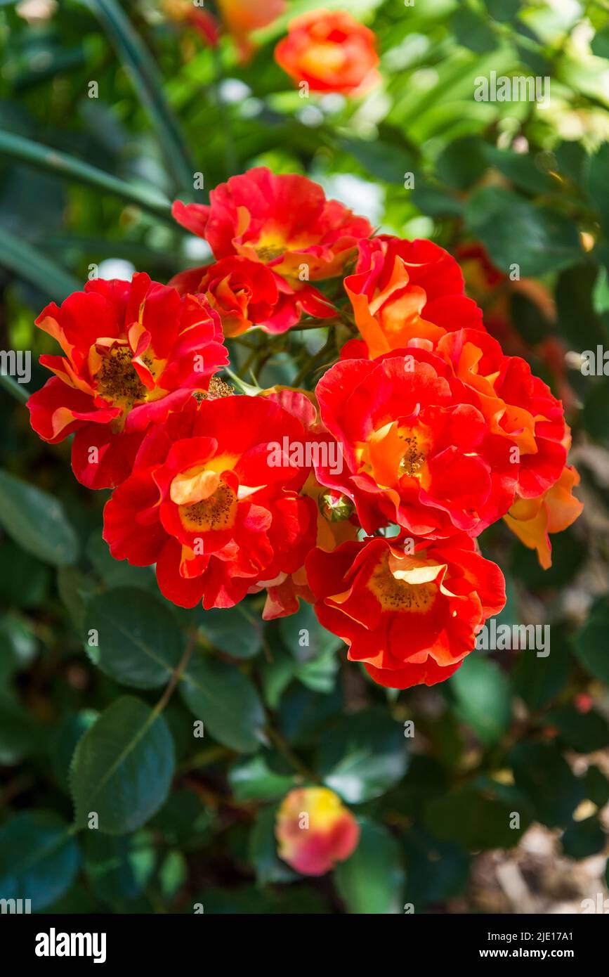 Rose Bright and Breezy 'Dicjive' Stock Photo