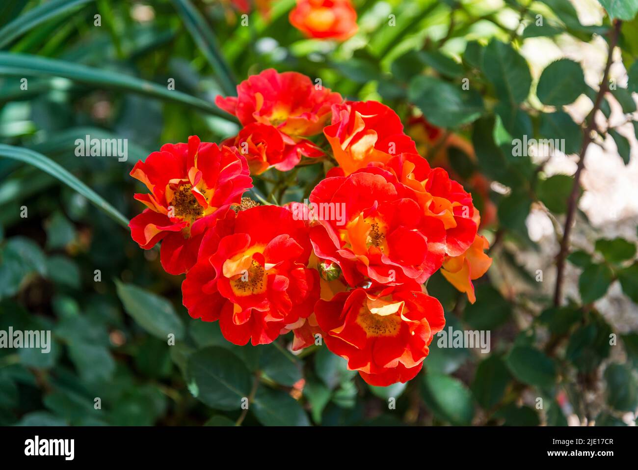 Rose Bright and Breezy 'Dicjive' Stock Photo