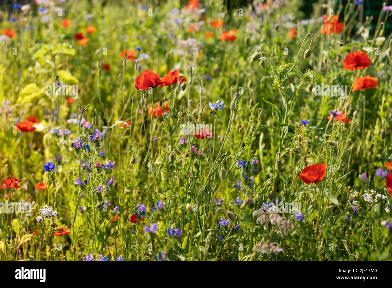 Wild flower area in a garden to support bees and other insects. Stock Photo