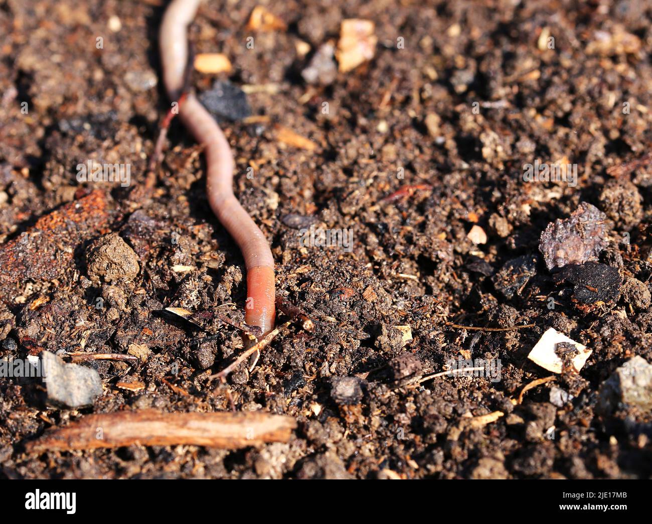 Ready composted and sifted soil with earthworm Stock Photo