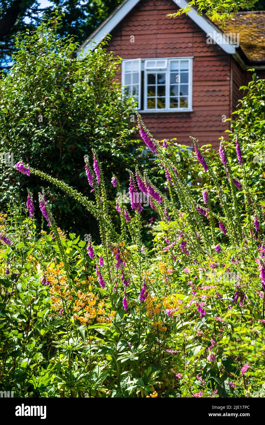 Early summer garden with foxgloves and detail of a house, RHS Wisley Garden, Surrey, England, UK Stock Photo
