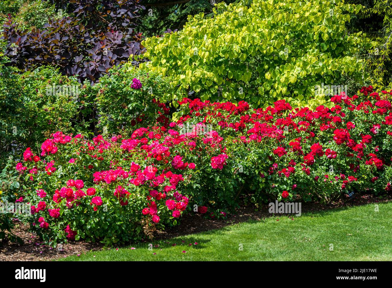 Rosa (Flower Carpet Red Velvet) = 'Noare' Stock Photo