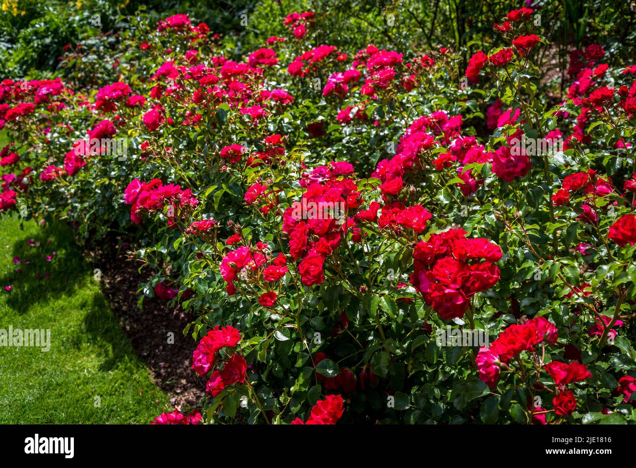 Rosa flower carpet red velvet hires stock photography and images Alamy