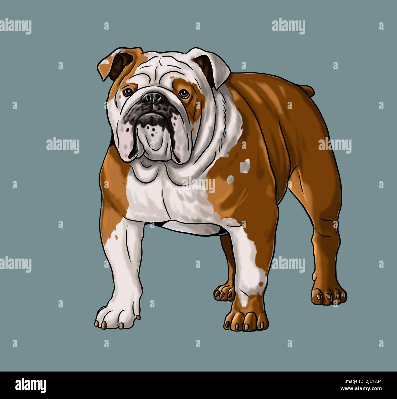 Cute english bulldog drawing. Isolated illustration with the sweet dog.  British bulldog illustration Stock Photo - Alamy, image size:1300x1307