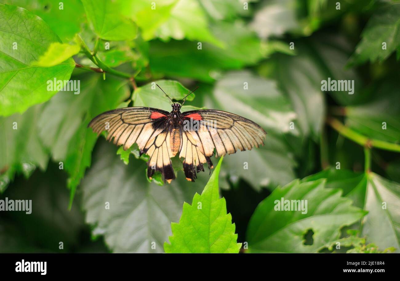 Beautiful colourful butterfly resting on a vibrant green leaf, with wings extended showing the pattern clearly Stock Photo