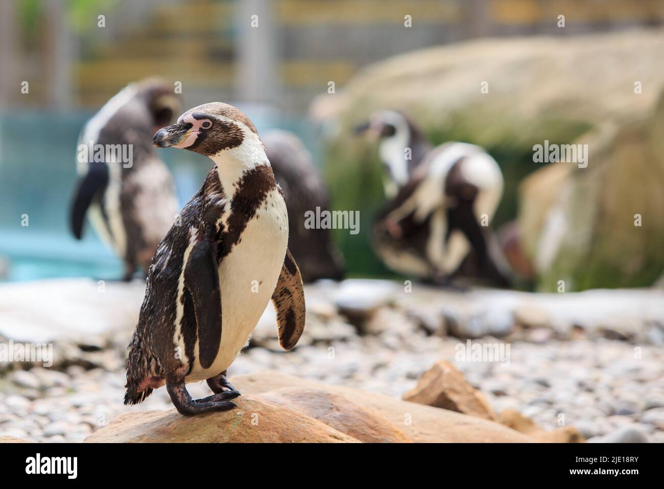 A cute Humboldt Penguin ( Spheniscus humboldti) standing on rocky terrain with morestanding  in the background Stock Photo
