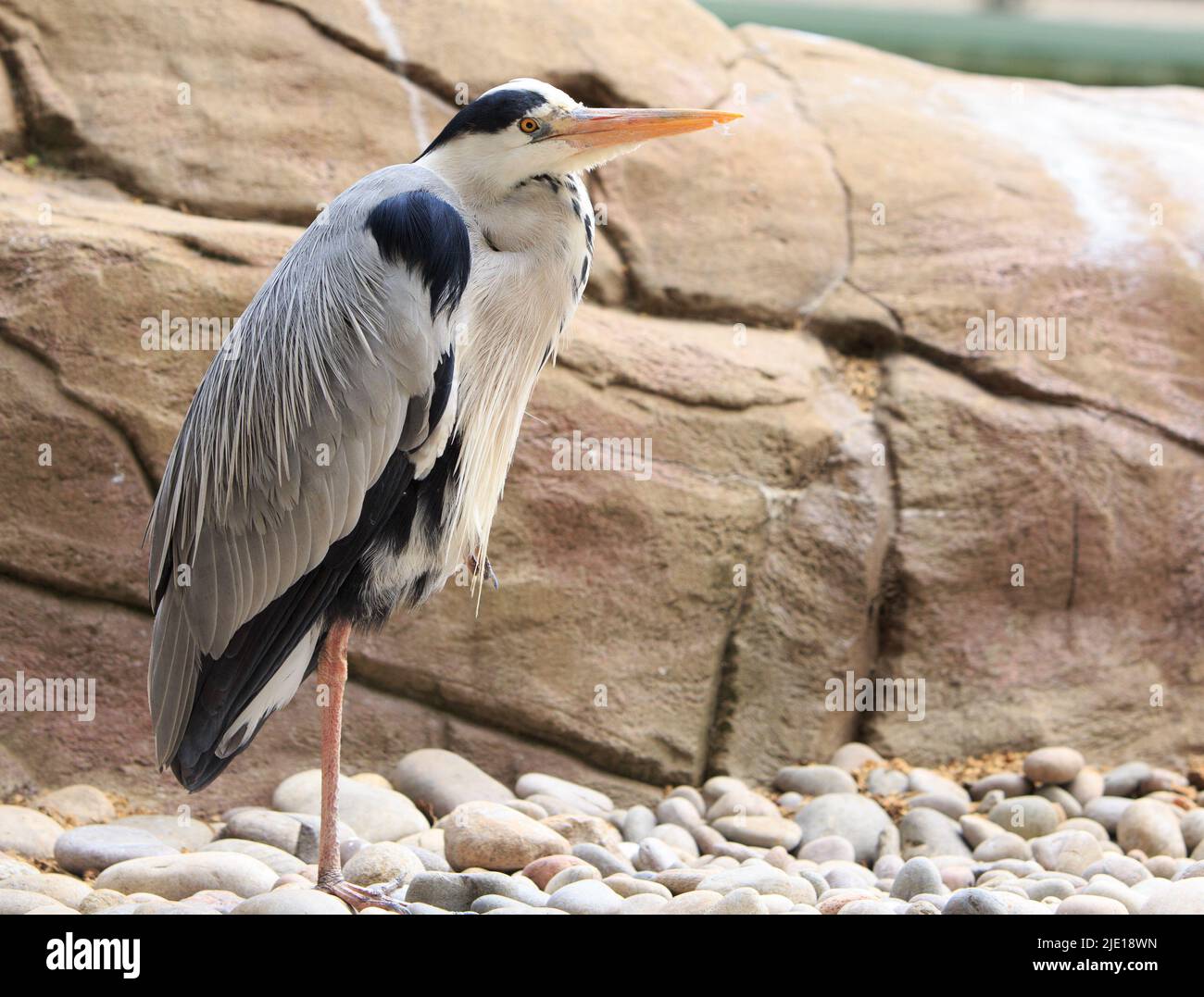 Beautiful profile shot of a large African Grey Heron standing against a large pale Boulder Stock Photo
