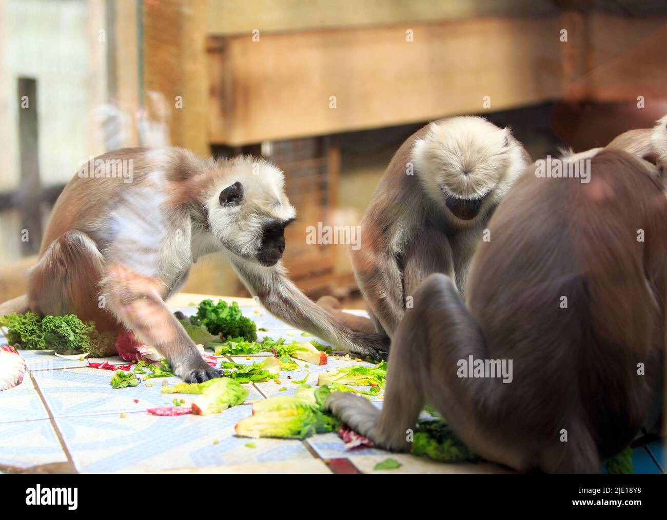 Monkey's feeding on a table.  Taken through a glass viewing window. Stock Photo