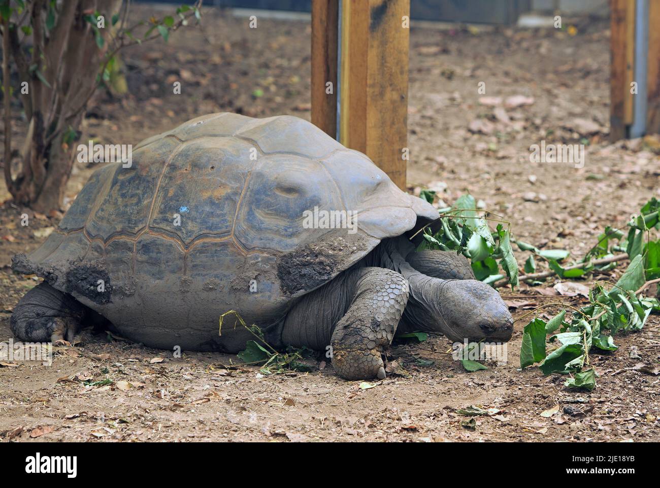 Giant Galapagos Tortoise (Chelonoidis niger) munching on a leaf filled branch Stock Photo