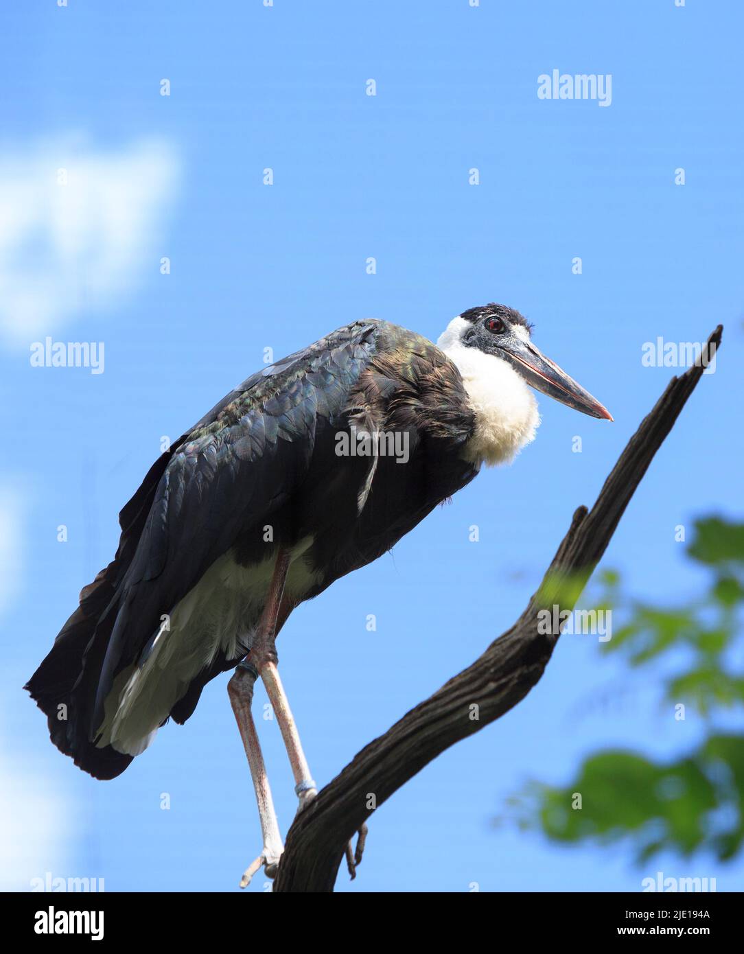 Woolly necked Stork standing on a large branch against a nice sky.  Latin Name Ciconia episcopus, and belonging to the Ciconiidae family Stock Photo