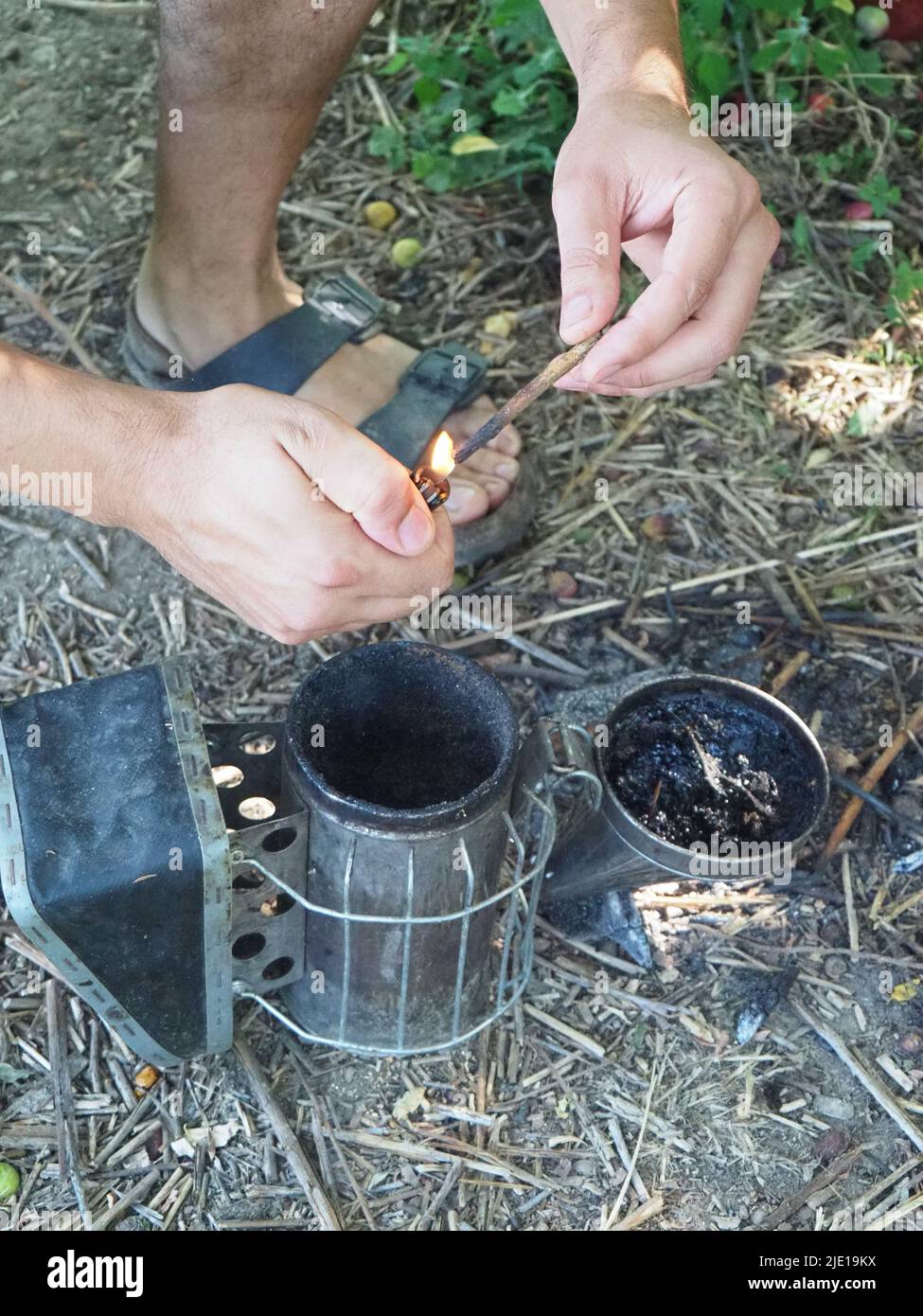starting a bee smoker before harvesting honey hives in the farm Stock
