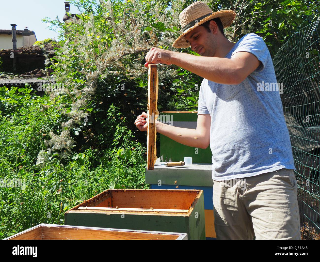 Beekeeper working with bees and beehives on the apiary. Beekeeping ...