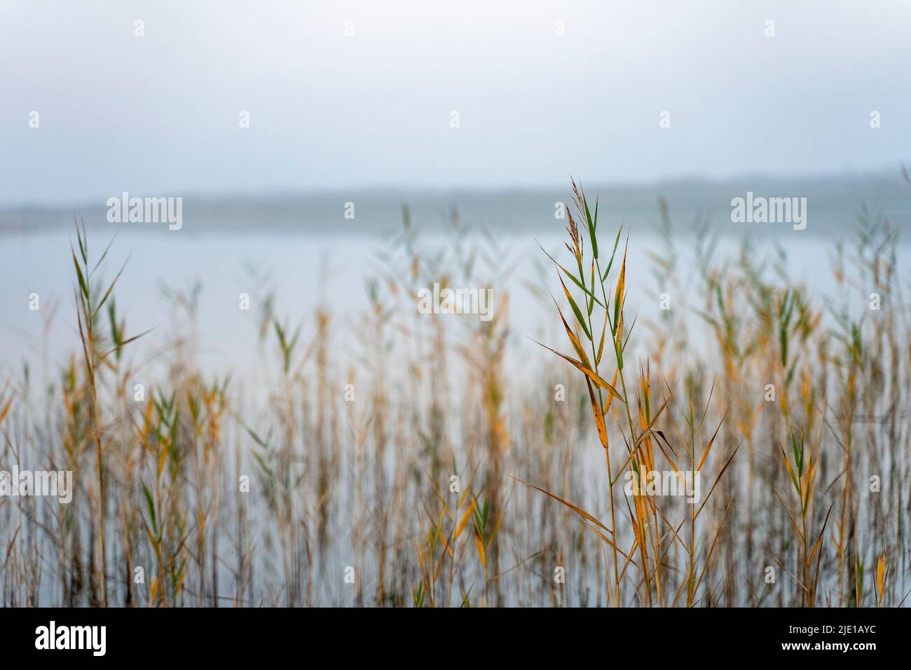 Misty morning mood at Lake in Klitmøller, Denmark Stock Photo
